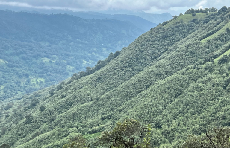 Transformative Afforestation Project in Ethiopia Listed on Verra 