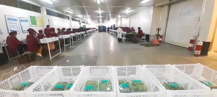 Ethiopia Ships Fresh Produce to Europe for the First Time, Opening New Markets