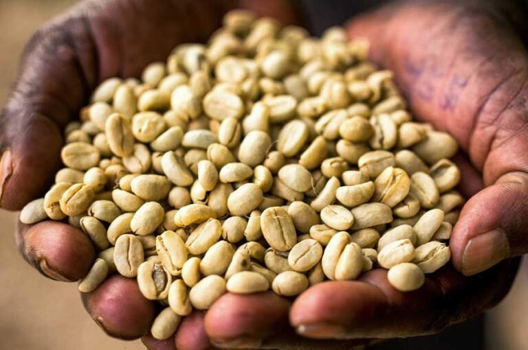 Ethiopia’s Coffee Exports Hit $988 Million in Six Months, Powered by Nekmet’s Global Surge