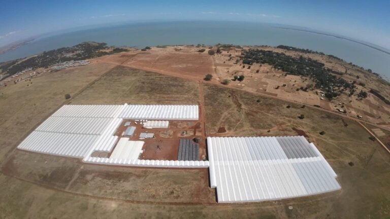 Selecta One Shuts Down Kunzila Production Site in Ethiopia Amid Political Instability