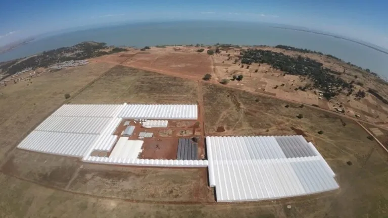 Selecta One Shuts Down Kunzila Production Site in Ethiopia Amid Political Instability