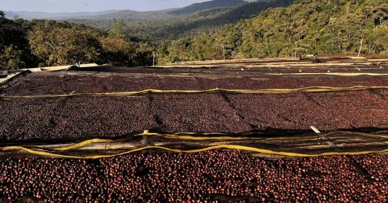Ethiopia’s Coffee Exports Hit $268 Million in July Despite Lower Volumes