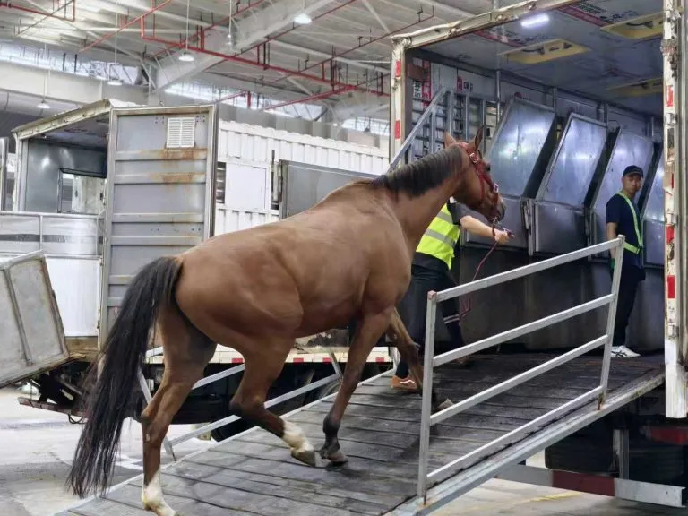 Ethiopian Airlines Breaks New Ground With 18-Horse Live Cargo Delivery to China