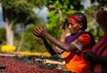 Arabica Coffee Hits Record High, Signaling Global Market Shifts
